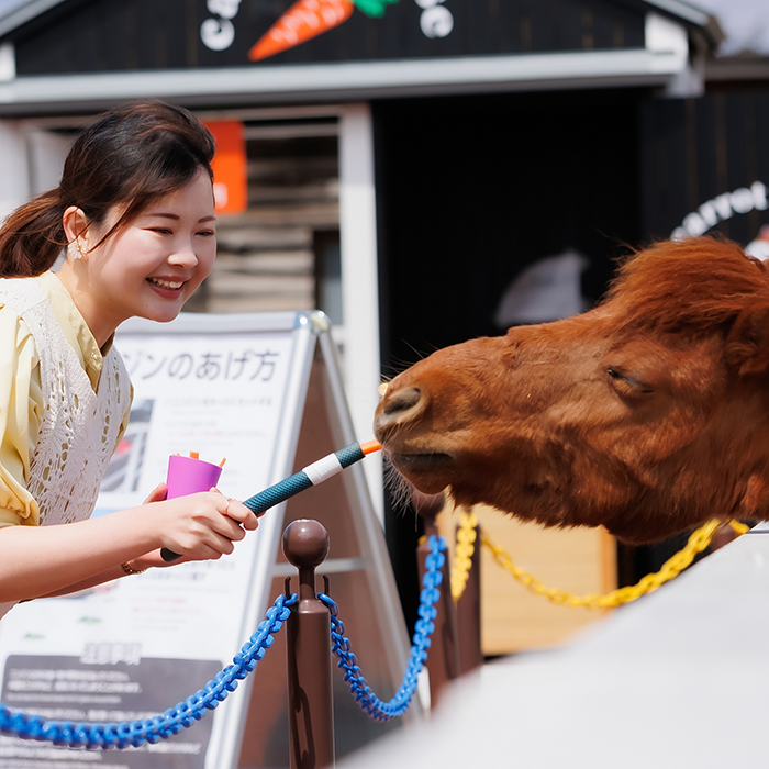 うまのエサあげ体験